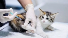 Jak zrobić zastrzyki?